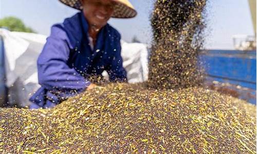 菜籽油的市场价_菜籽油价格高原因分析